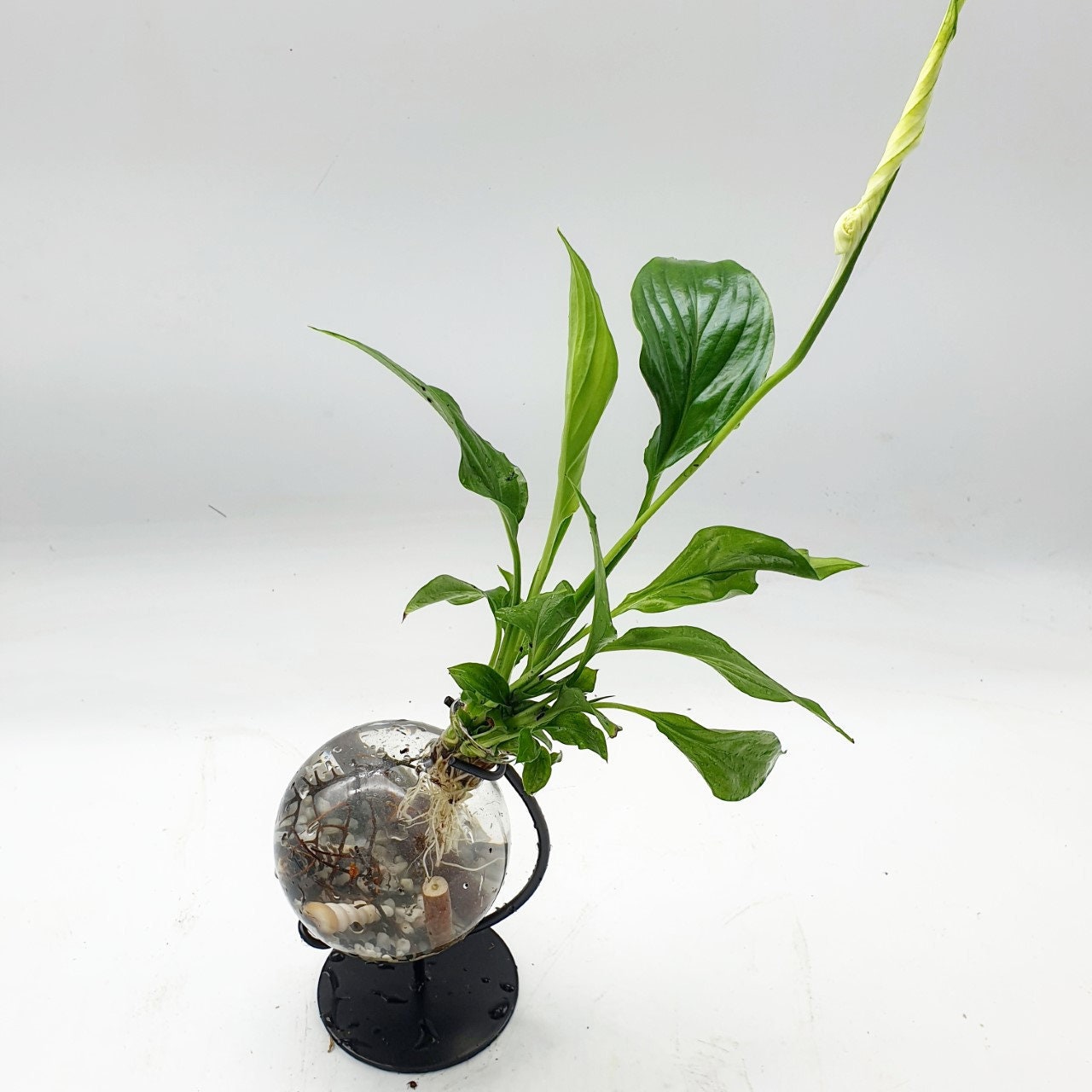 Terrarium Aquatique Toupie