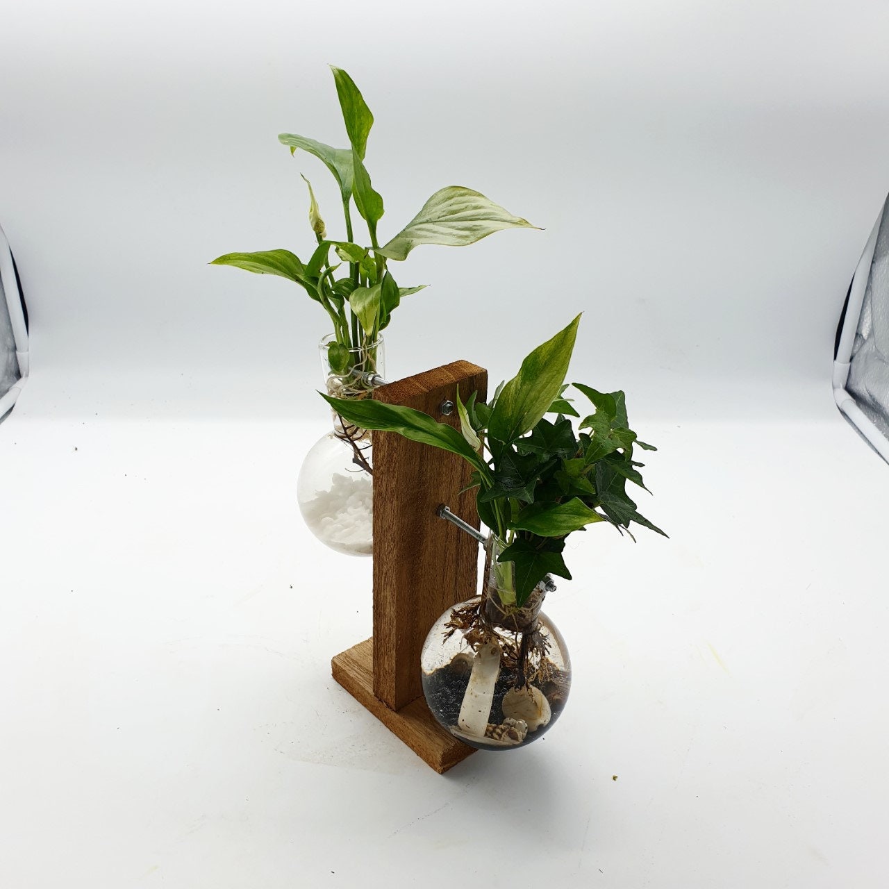 Terrarium Aquatique Woody