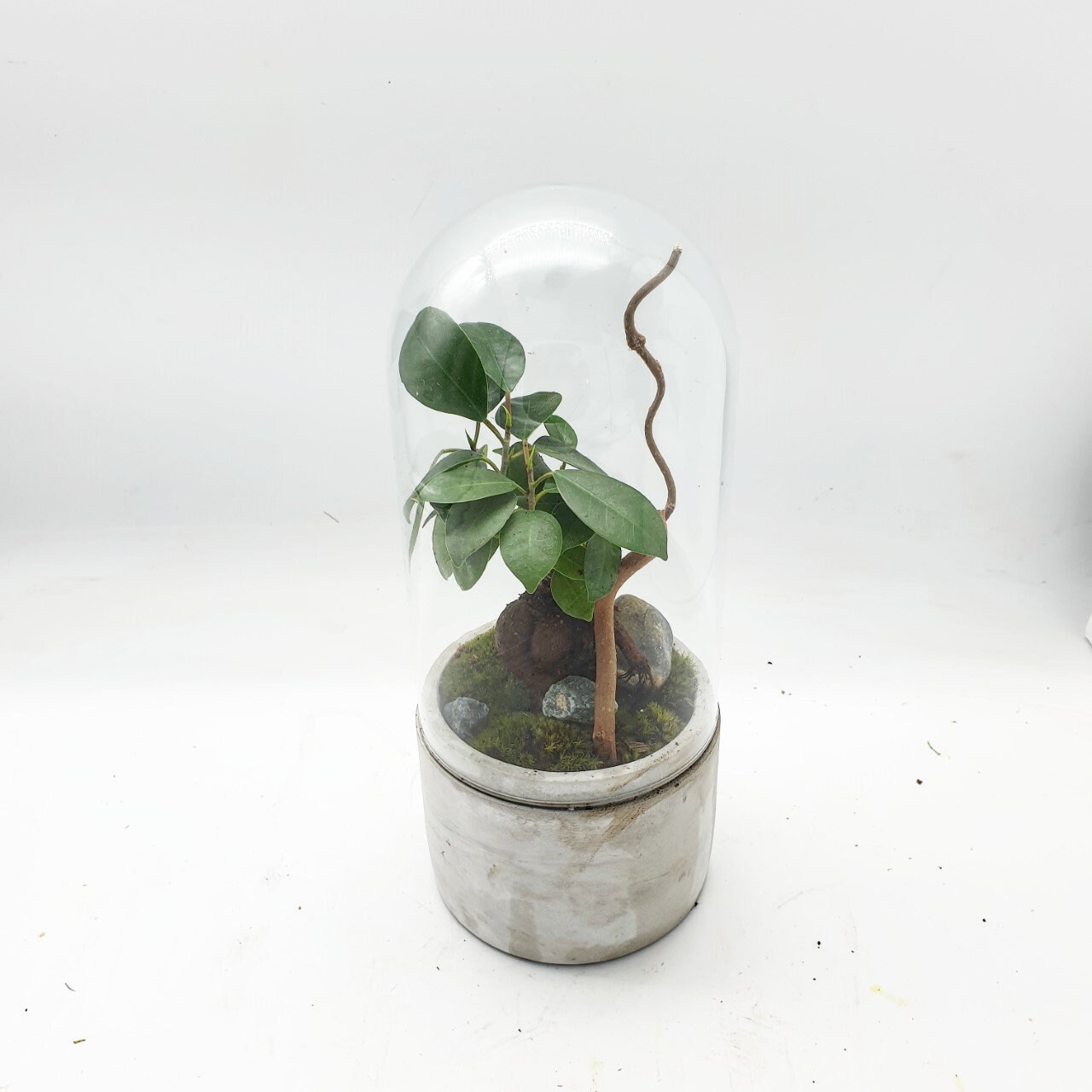 Terrarium Végétal Concrete & Glass