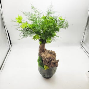 Bonsa stabilis plantes au choix, pot en pierre, vrai bonsai, dcoration  pour dcorer bureau tagre ou table, ide cadeau pour lui ou elle - Etsy.de