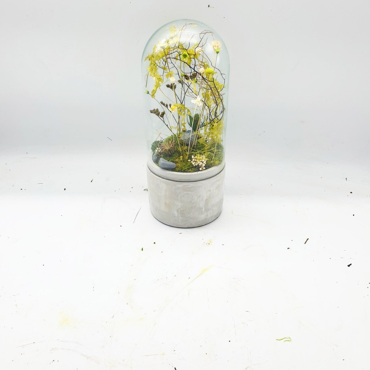 Terrarium Végétal Stabilisé Cloche Ciment