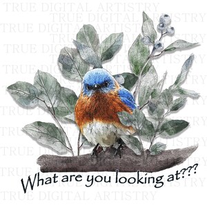 May include: A bluebird with a blue head and orange chest perches on a branch with green leaves and berries. The bird is looking directly at the viewer with a curious expression. The text "What are you looking at???" is written below the bird.