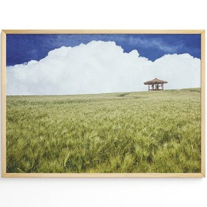 green barley field, digital photography , south korea, wall art, fine art photography, printable wall art.