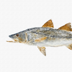 Snook - Gyotaku Fish Rubbing - Digital Art - Fine Art Print 13&quot;x19&quot;