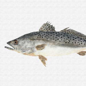 Speckled Trout - Gyotaku Fish Rubbing - Digital Art - Fine Art Print 13&quot;x19&quot;