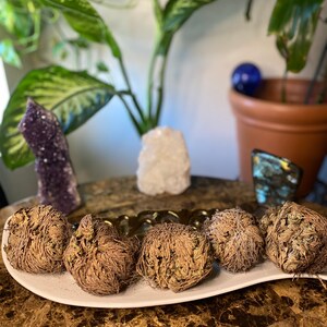 Rose of Jericho, plants, roots, herb, resurrection flower