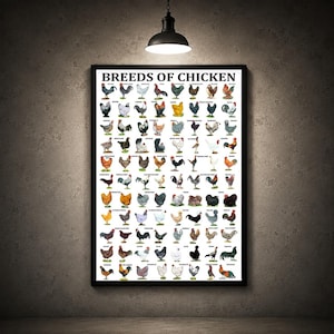 May include: A rectangular wall poster titled BREEDS OF CHICKEN in bold black text at the top. The poster features a grid of numerous individual illustrations of various chicken breeds in different colours, sizes, and postures on a white background.