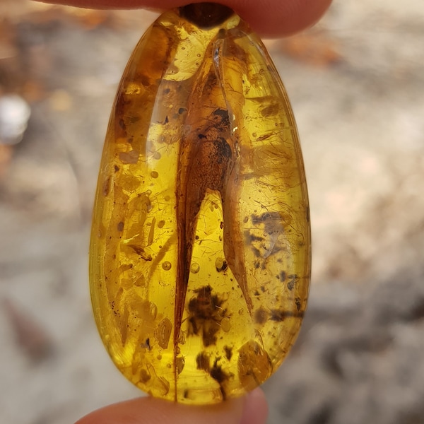 Diversity of inclusions of nature, air, water and organic residues in a piece of Baltic amber,11.9gram