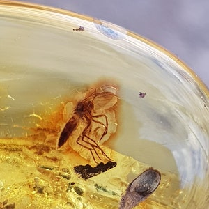 Flying insect in an oval Baltic amber pendant.