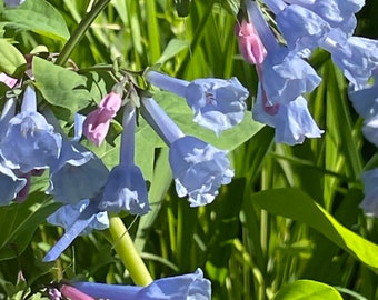 5 Fresh Virginia Bluebells. Bluebell Bulbs.  Rhizomes Roots