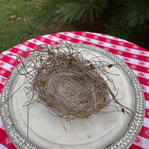 Small Birds Nest. Real Birds Nest.