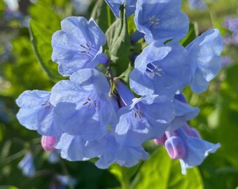 Virginia Buebells Bulbs/Bluebell Bulbs/5 Fresh Dug Bluebell Bulbs/Roots/Rhizomes