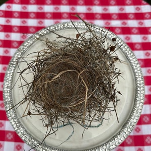Small Birds Nest. Real Birds Nest.