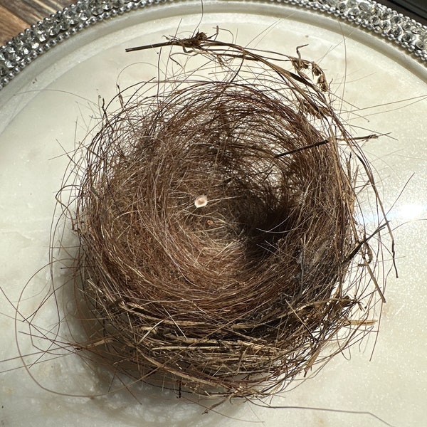 Real Birds Nest Etsy