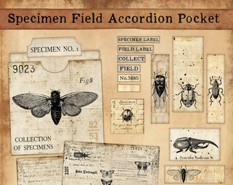 Specimen Slide Accordion Pocket, Field Specimens, Printable Pockets for junk Journaling