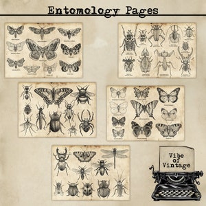 Entomology Pages, Specimens, Field Specimens, Printable Pages for junk Journaling