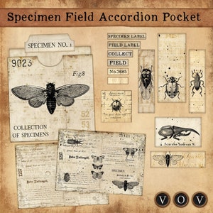 Specimen Slide Accordion Pocket, Field Specimens, Printable Pockets for junk Journaling