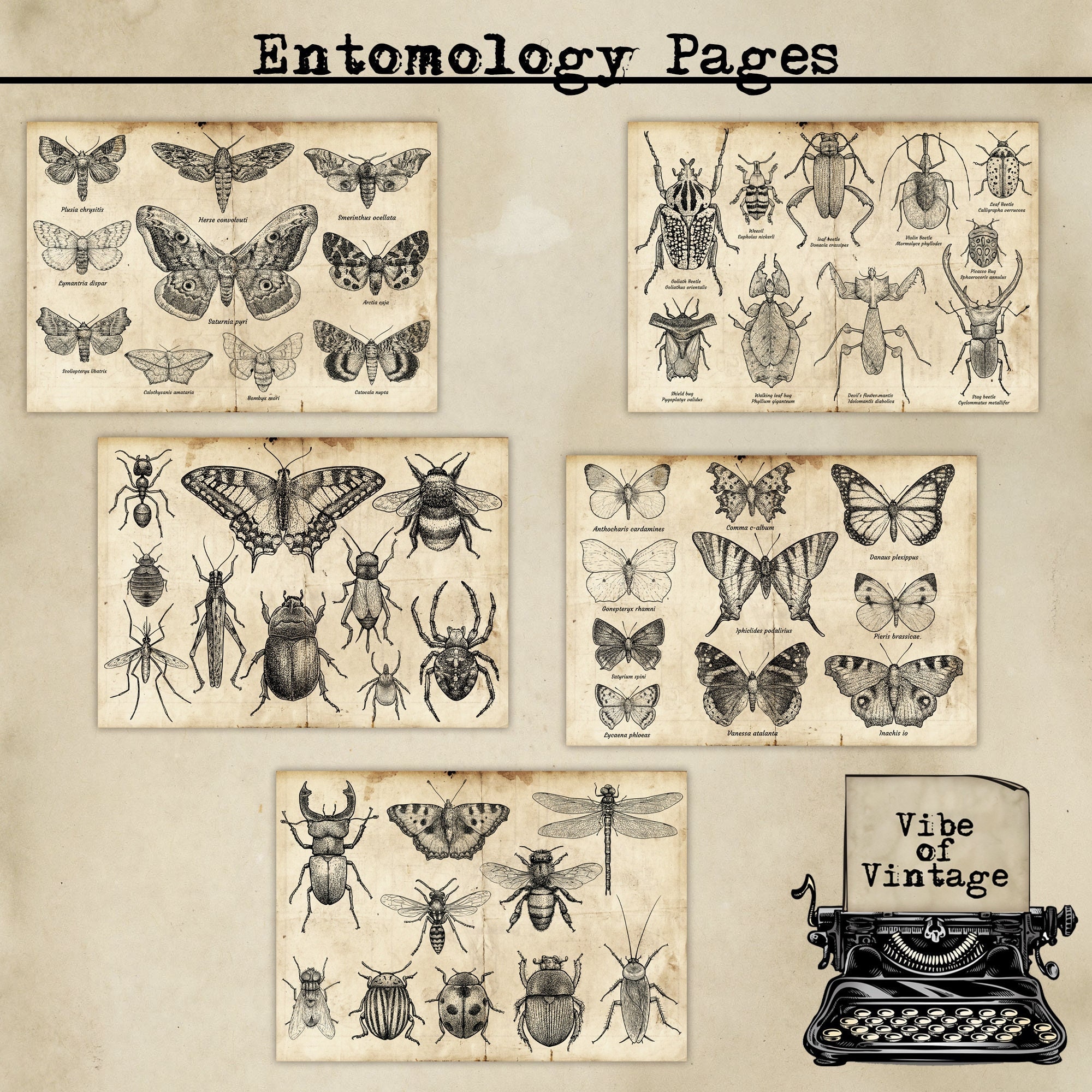 Entomology Pages Specimens Field Specimens Printable Pages Etsy