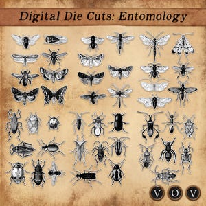 Découpes numériques : entomologie, fichiers de découpe Cricut, spécimens d'embellissements de journaux, insectes, coléoptères, papillons et mites