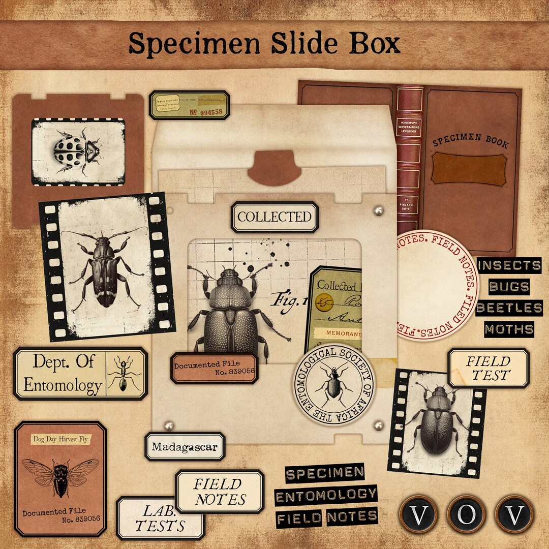 Specimen Slide Box, Mini Ephemera Storage, Printable Boxes, Specimen