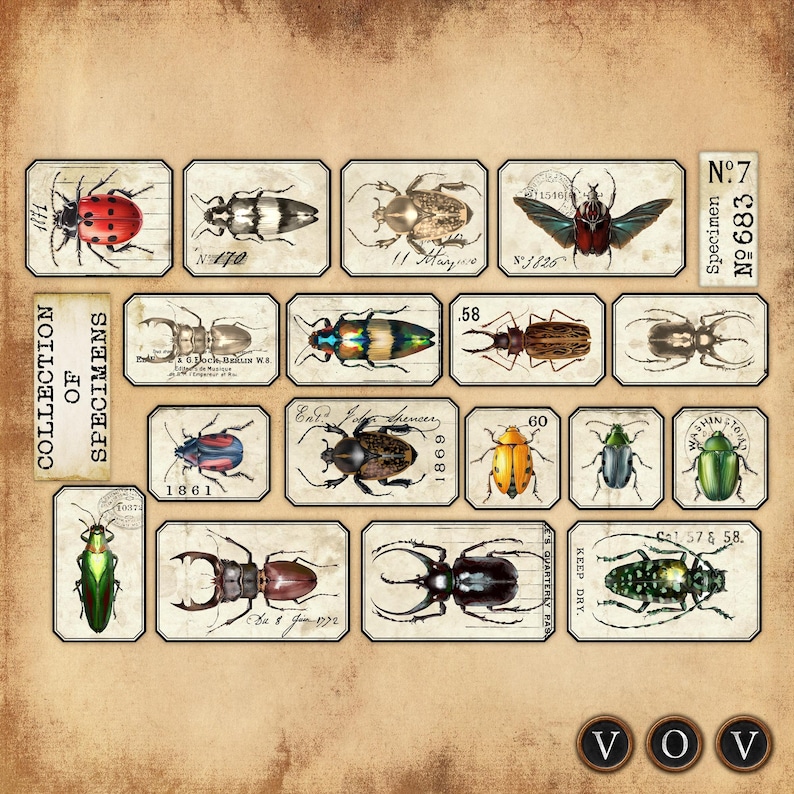 Bug Collection Labels Vintage Insect Specimen Labels, Ephemera for Junk Journals (jpeg and ...