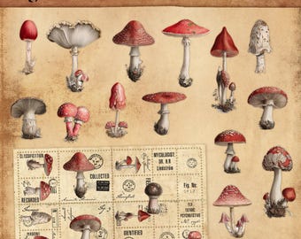 May include: A collection of digital die cuts showcasing Amanita mushrooms in red, white, and brown hues. The image includes illustrations of different mushroom species, accompanied by vintage stamps and the text "Digital Die Cuts: Amanita Archives."