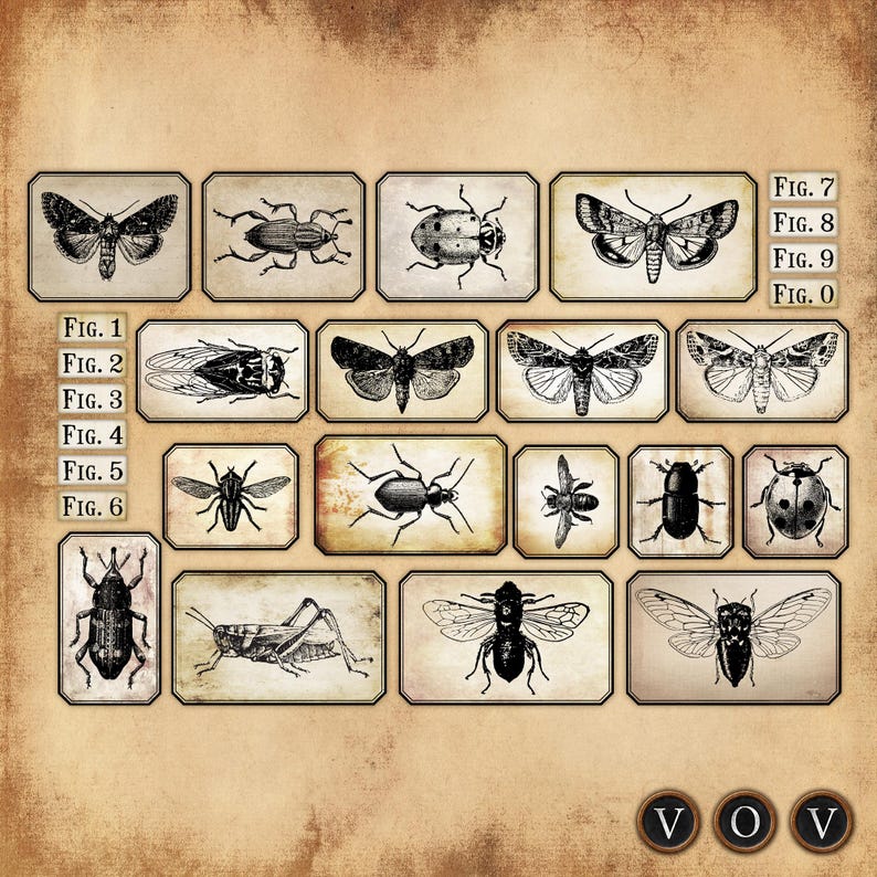 Inct Label Vintage Insect Specimen Labels, Ephemera for Junk Journals (jpeg and ...