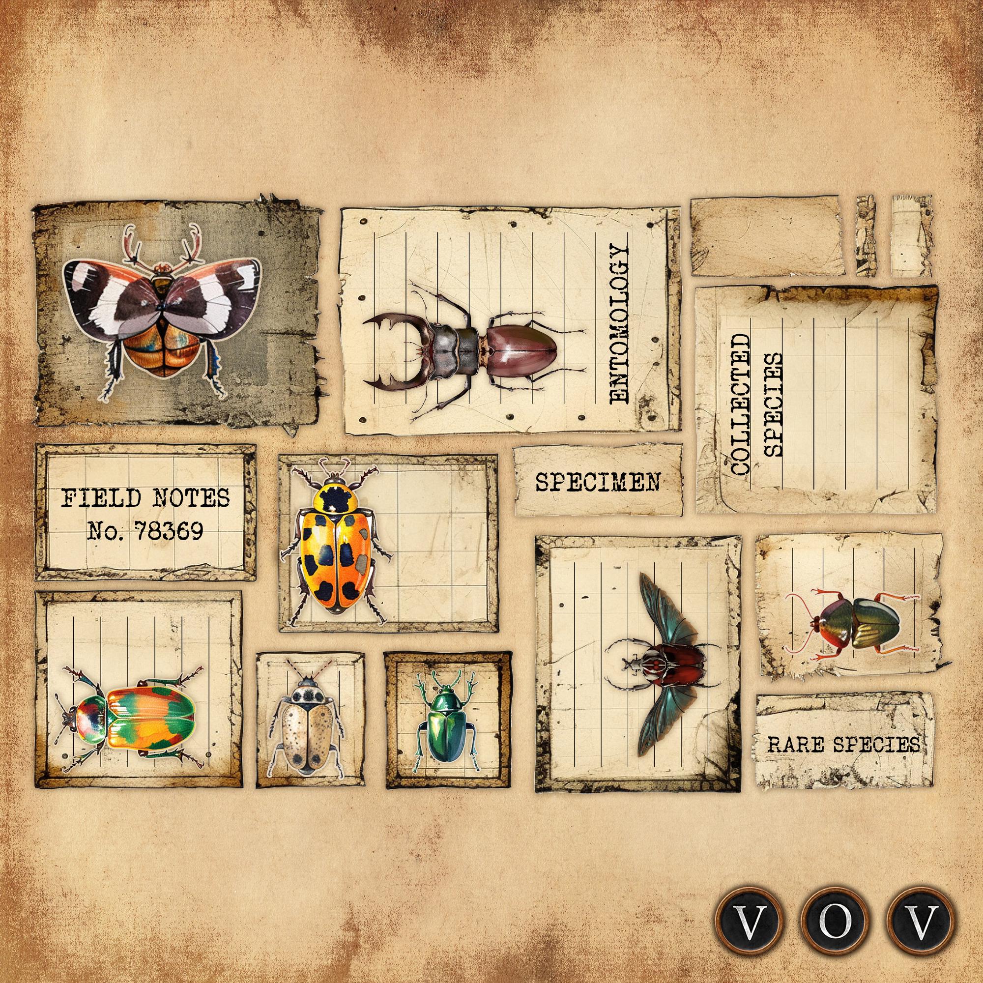 Bug Collection Labels Vintage Insect Specimen Labels, Ephemera for Junk Journals (jpeg and ...
