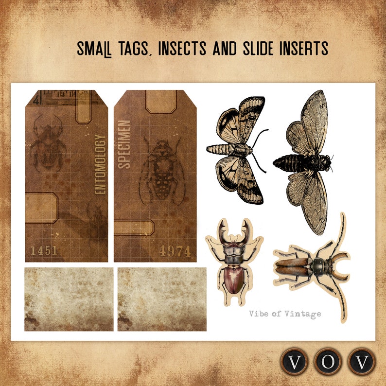 Entomology Tags, Vintage Tags, Tag Set, Set of 4 Vintage Specimen Tags ...
