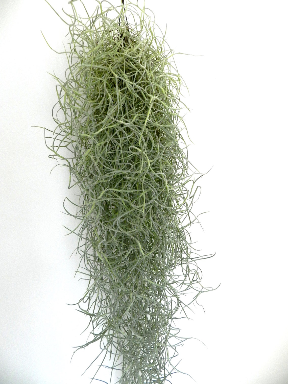 Tillandsia Usneoides Spanish Moss Air Plant Low Maintenance Etsy
