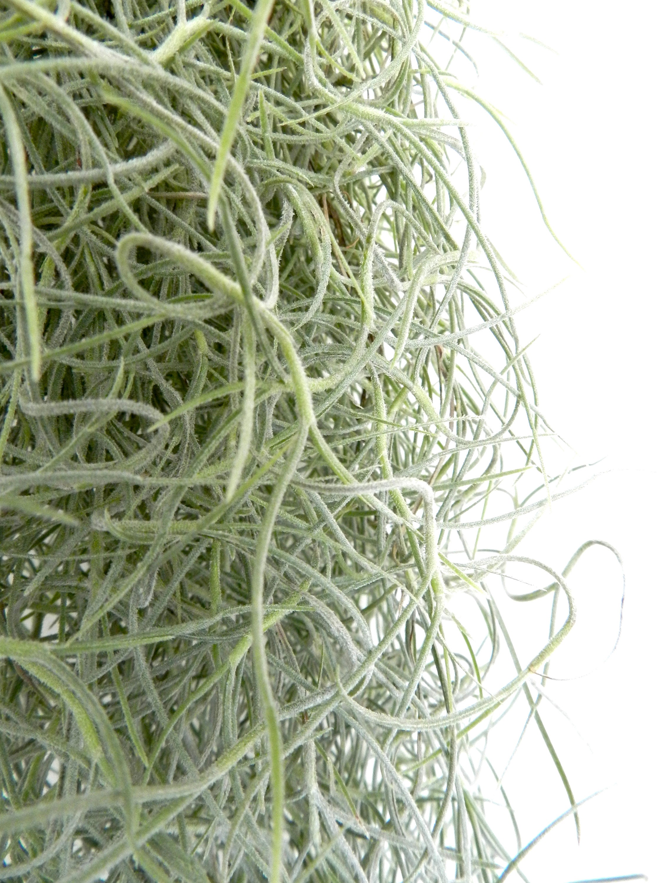 Tillandsia Usneoides Spanish Moss Air Plant Low Maintenance Etsy