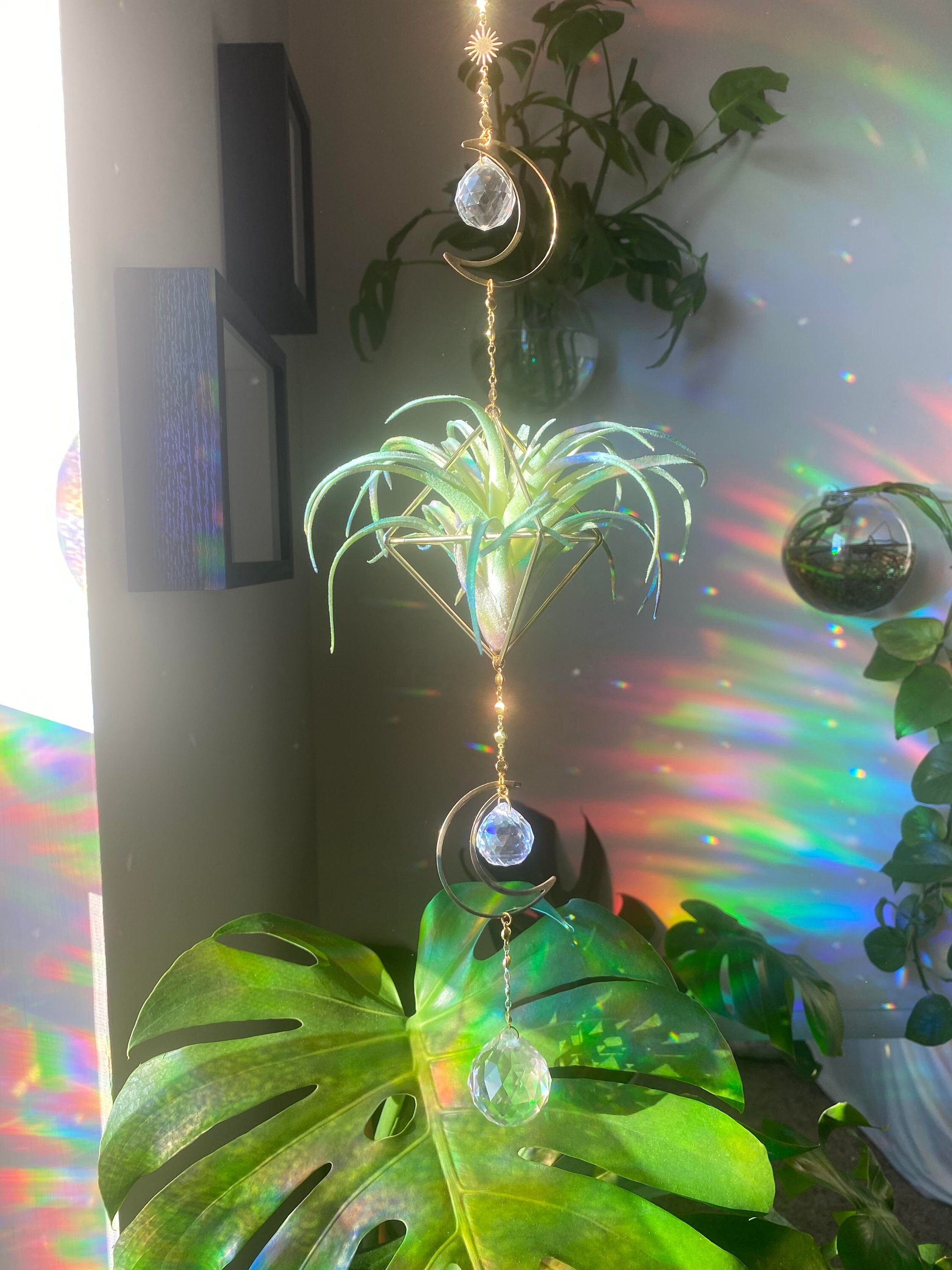Airplant suncatcher