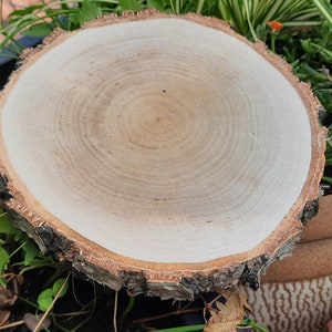 Geschliffene Scheiben ideal für Eingravierung, Holzscheiben 8-40cm