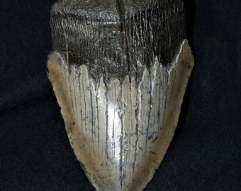 5.25 x 4.07 diver-direct Megalodon Shark Tooth Authentic Fossil