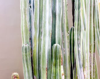 Pachycereus marginatus ( Mexican Fence Post Cactus ) / Live Plant / Drought Tolerant Desert Plant