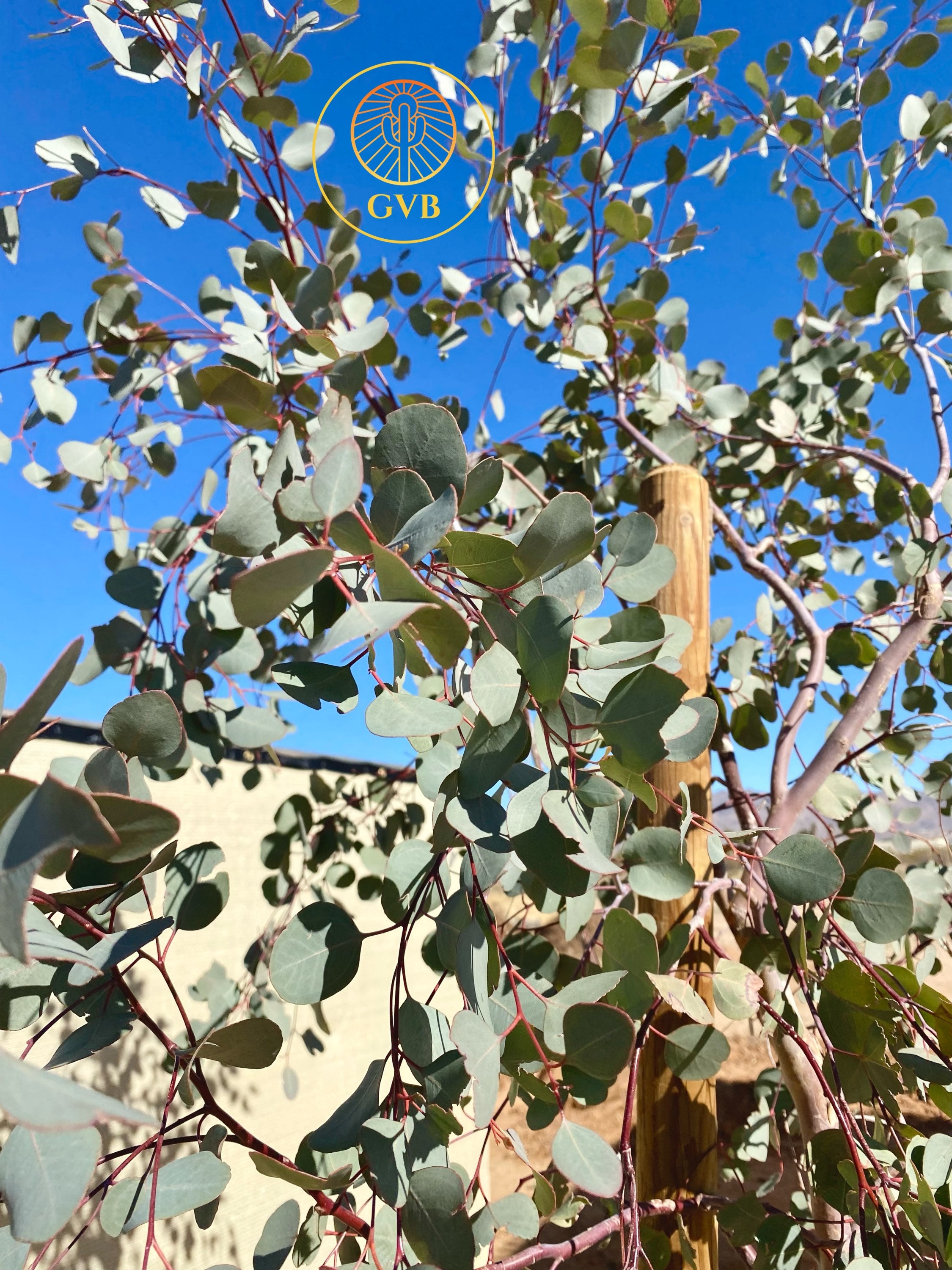 Eucalyptus Polyanthemos silver Dollar Gum Tree / Live Plant Etsy