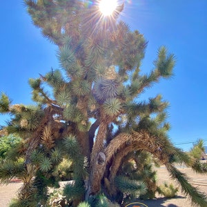 1 Gallon Yucca brevifolia (Joshua Tree ) / Live Plant / Mojave Desert Native Plant