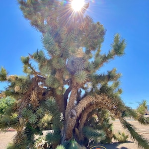 1 Gallon Yucca brevifolia (Joshua Tree ) / Live Plant / Mojave Desert Native Plant