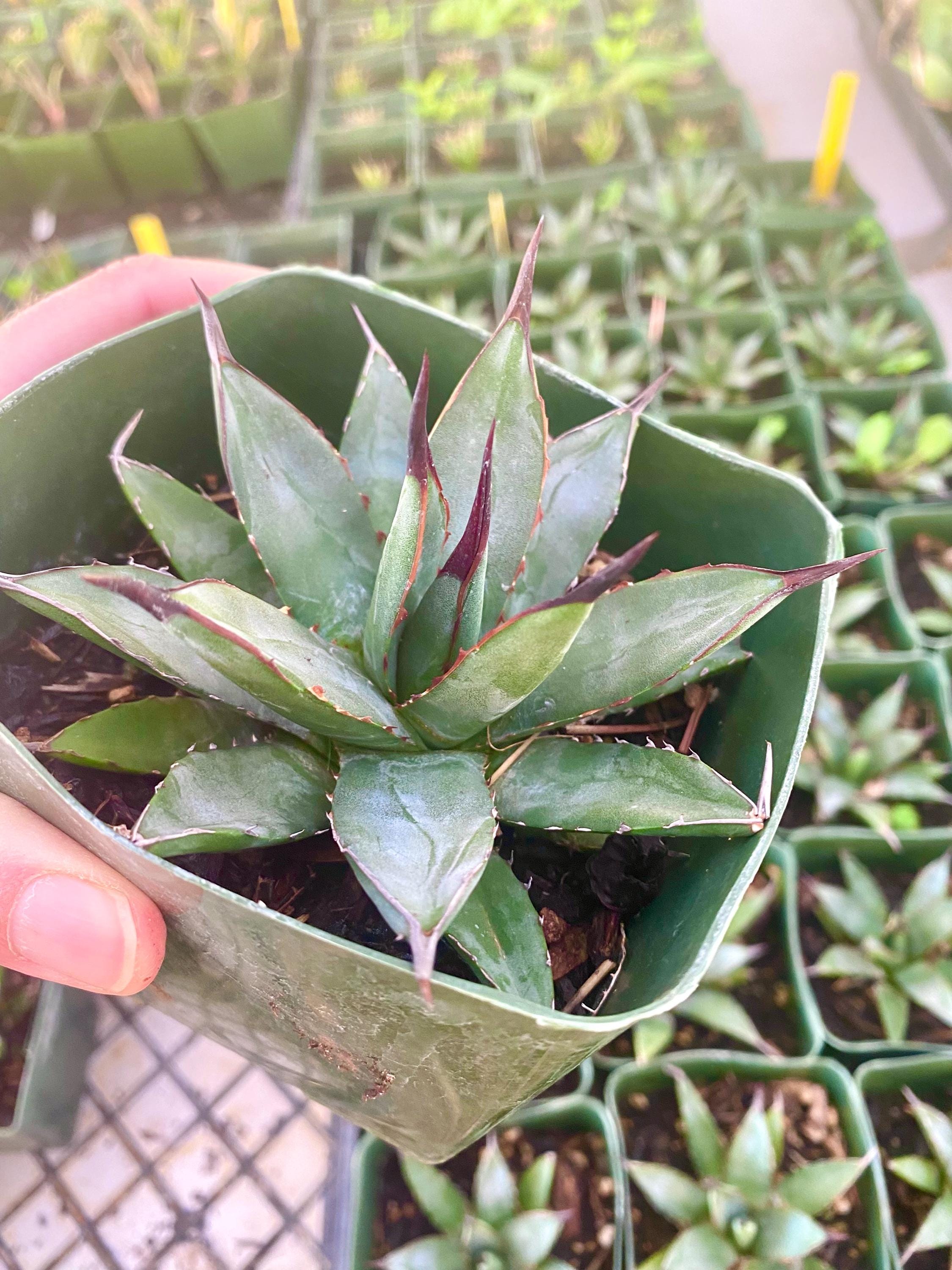 Agave Plant Live - Etsy Agave Plant Live - Etsy