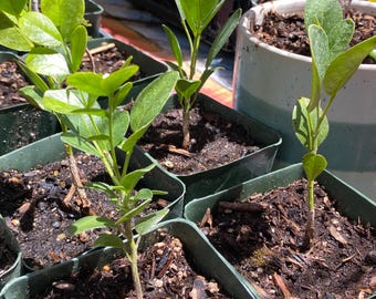 Texas Mountain Laurel, Sophora secundiflora, Live 4" Potted Plant
