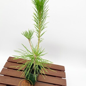 Pinus thunbergii Japanese Black Pine / Live Plant / Bonsai Start image 4