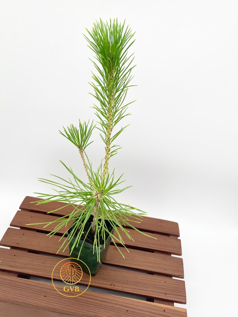 Pinus thunbergii Japanese Black Pine / Live Plant / Bonsai Start image 4