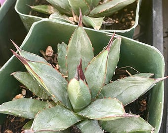 フラワー・ガーデニング Agave Sharkskin Great White Shark 81