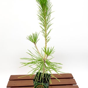 Pinus thunbergii Japanese Black Pine / Live Plant / Bonsai Start image 3