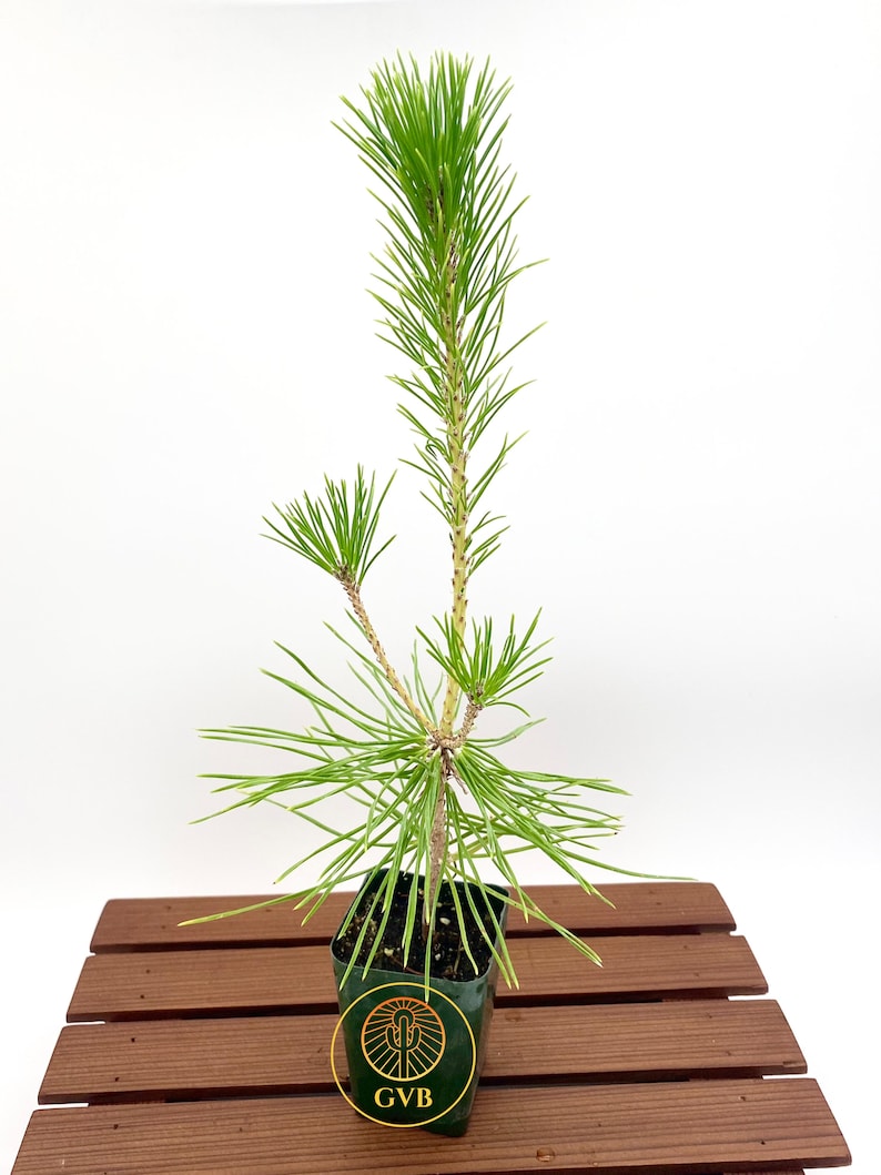 Pinus thunbergii Japanese Black Pine / Live Plant / Bonsai Start image 3