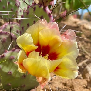 Long Spined Purple Prickly Pear Cactus (Opuntia macrocentra) / 1 gallon / Live Plant