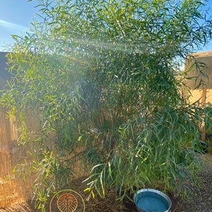 May include: A lush, green willow tree with long, slender leaves, bathed in sunlight. A galvanized metal bucket filled with water sits at the base of the tree. The GVB logo is visible in the lower left corner.