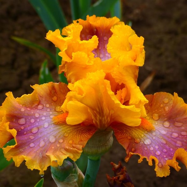 Iris Germanica 'Nice Job' / Iris Barbudo Alemán Plantando Rizomas