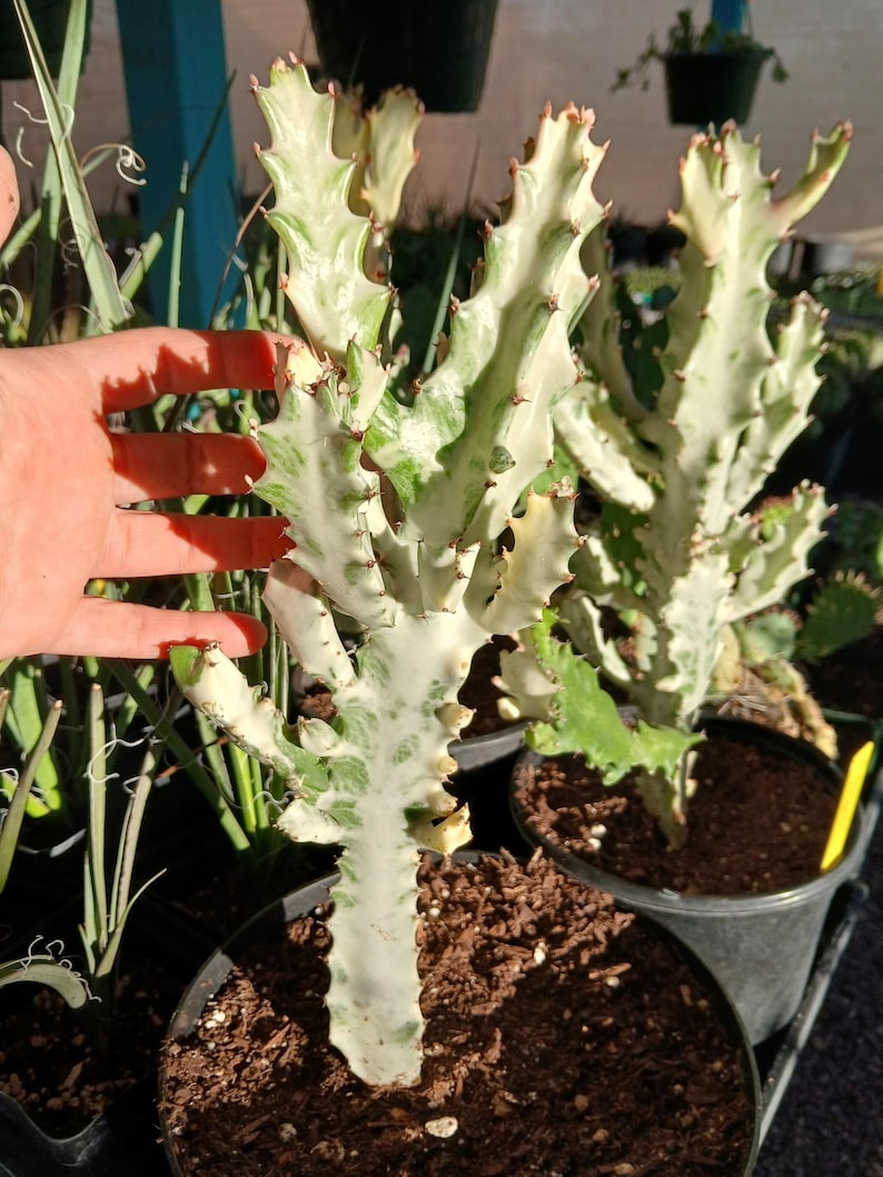 Euphorbia lactea variegata - Thumbnail 2