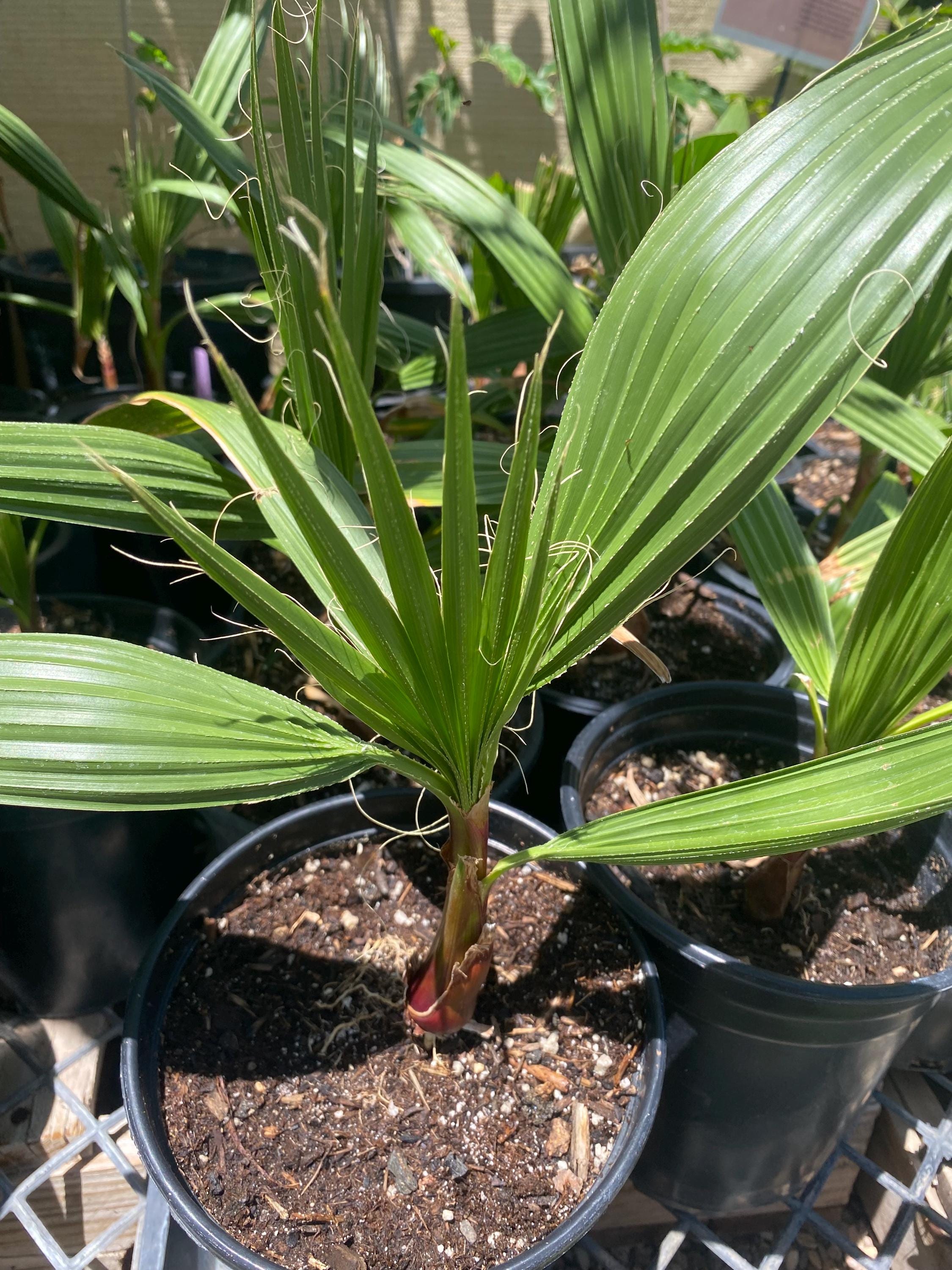 Washingtonia Filifera (desert Fan Palm) / Potted 1 Gallon Live